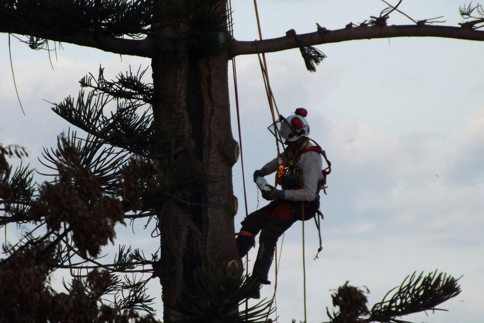 Il tree climber in azione nell'araucaria di Villanova (La foto è stata scattata da Paola Cireddu)