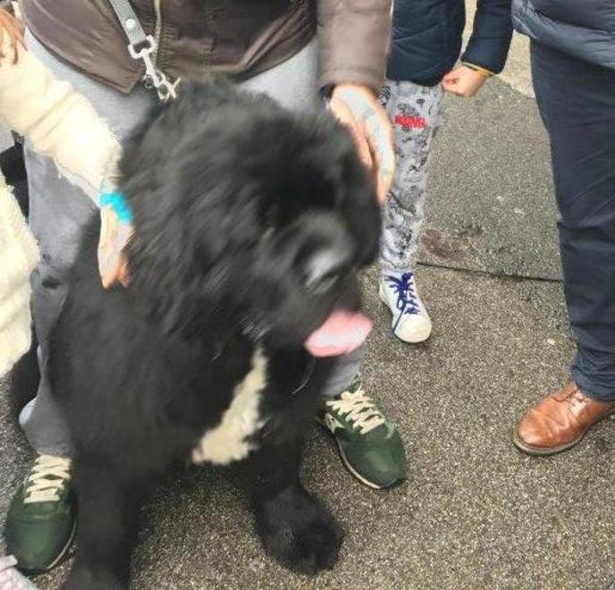 Il cane Achille al primo posto per simpatia