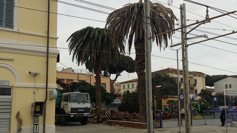 Abbattute le palme simbolo della stazione di Donoratico