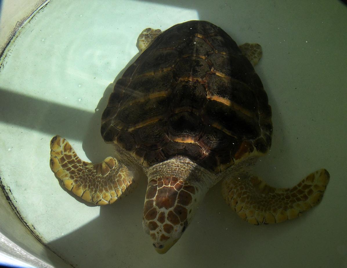 Il Mare Nostrum invaso dalla plastica 