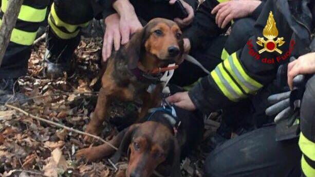 I vigili del fuoco salvano il cagnolino