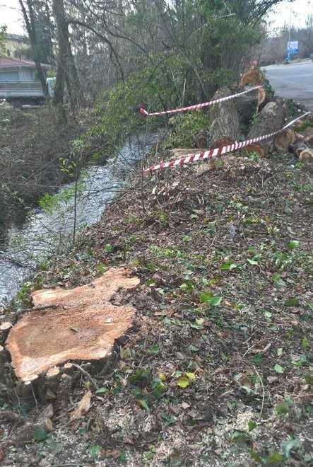 Abbattuti trentuno pioppi in zona piscina