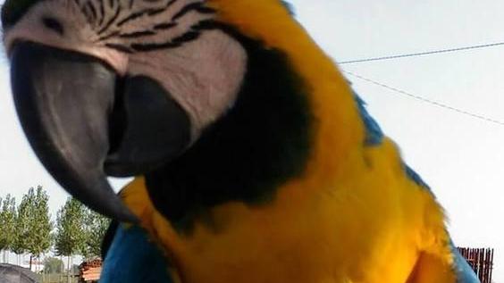 «Aiutatemi a ritrovare il mio Blu»: 500 euro di ricompensa