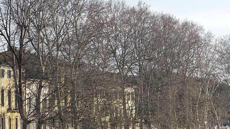 Sos di Italia Nostra Pisa per i platani del Lungarno