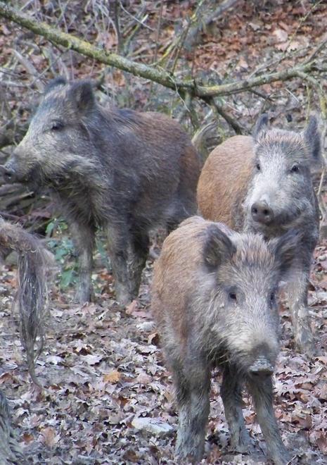 Scatta l’allarme cinghiali «Pronti a intervenire» 