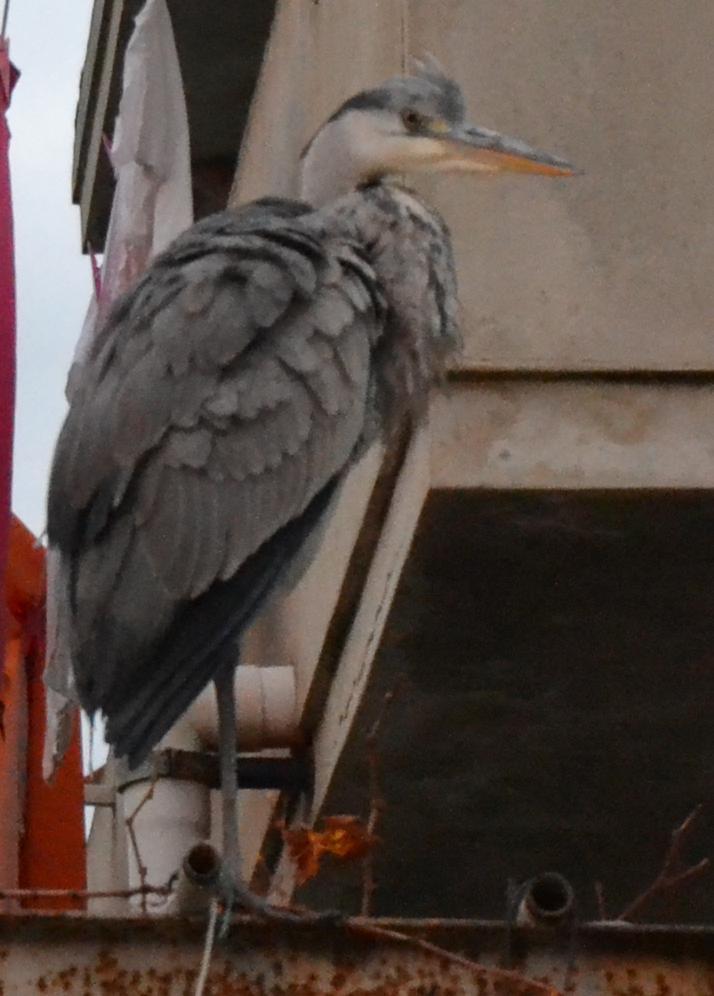 L'airone cinerino di Bosa