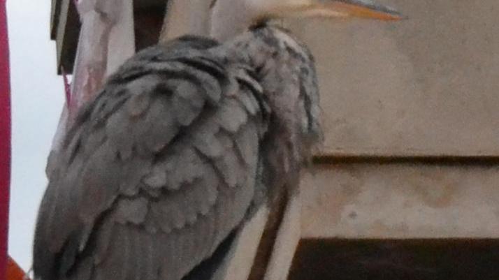 L'airone cinerino di Bosa