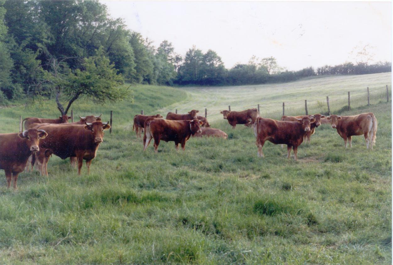 Tragedia sfiorata a Pula: bimba di 7 anni caricata da un toro