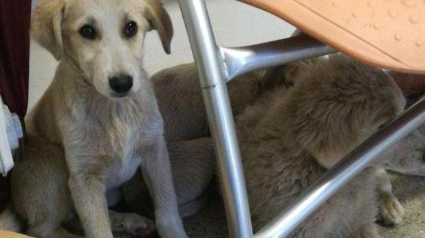 Salvati tre cuccioli abbandonati: ora cercano un padrone