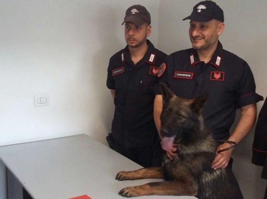 Nascondeva hashish sotto i pantaloni, cane antidroga lo blocca 