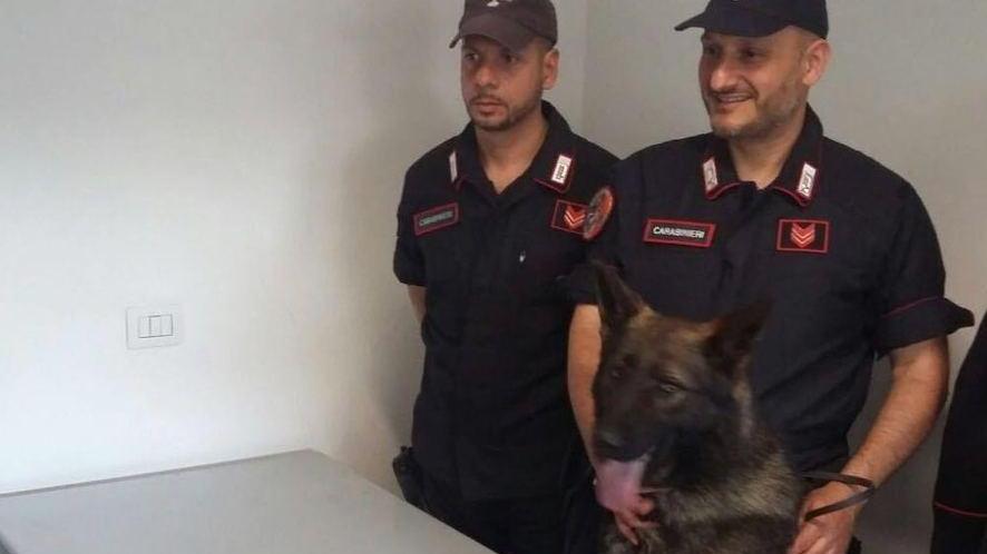Nascondeva hashish sotto i pantaloni, cane antidroga lo blocca