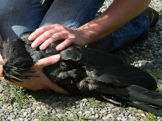 Anche l’ibis eremita nel mirino Nel 2016 doppietta condannata