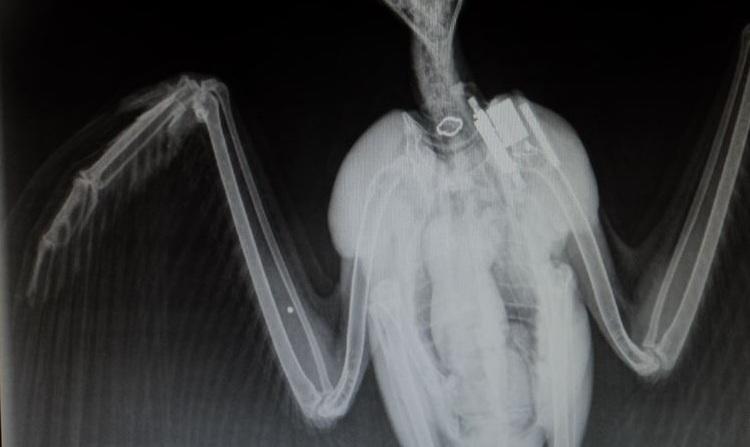 Impallinato un raro falco pescatore 