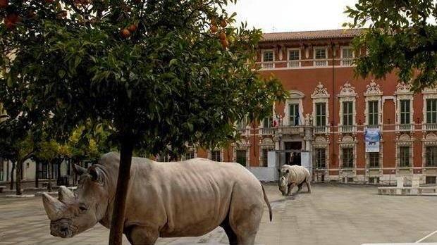 Ops, rinoceronti in piazza Aranci