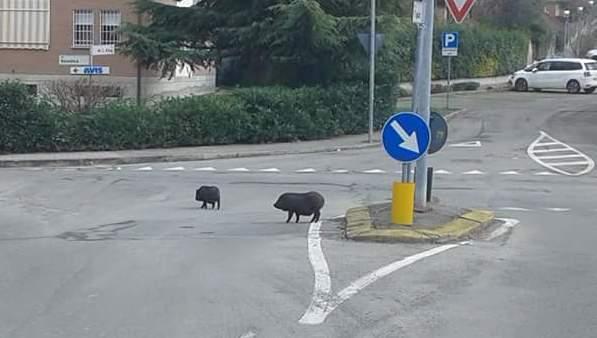 Due cinghiali a spasso nella zona residenziale