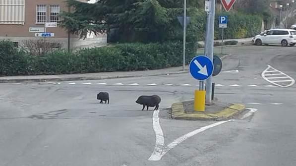 Due cinghiali a spasso nella zona residenziale