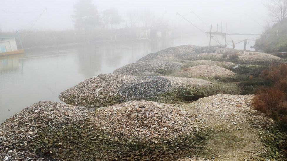 Allarme gusci di vongole abbandonati nei canali