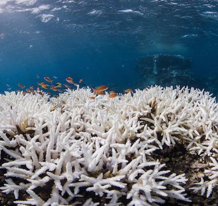 Barriera corallina troppo bianca