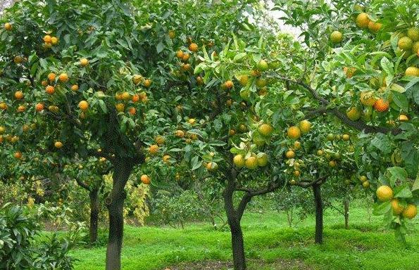 Campagne in crisi: produzioni in calo anche per gli agrumi