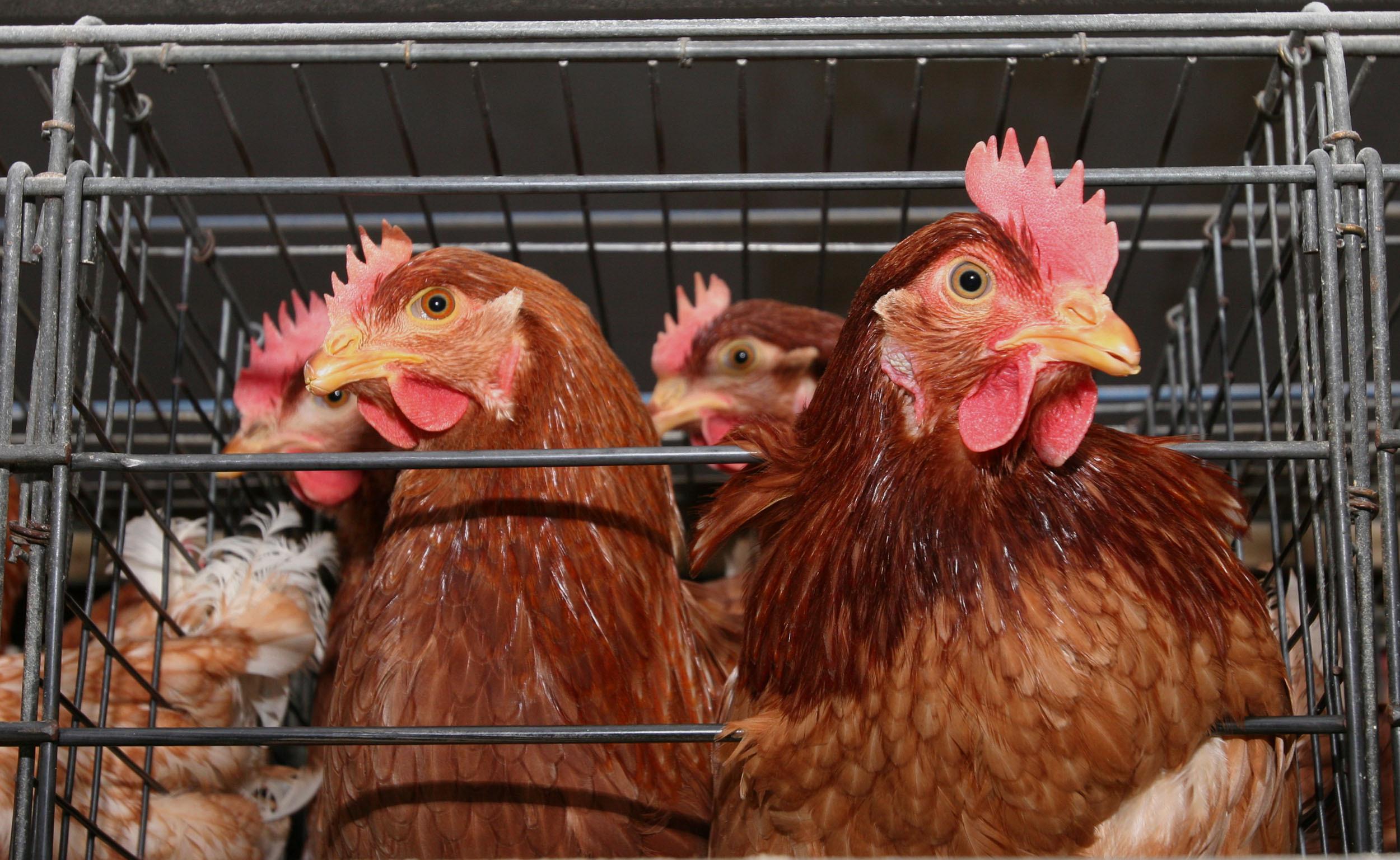 Incendiato ricovero per animali del padre del sindaco di Pompu