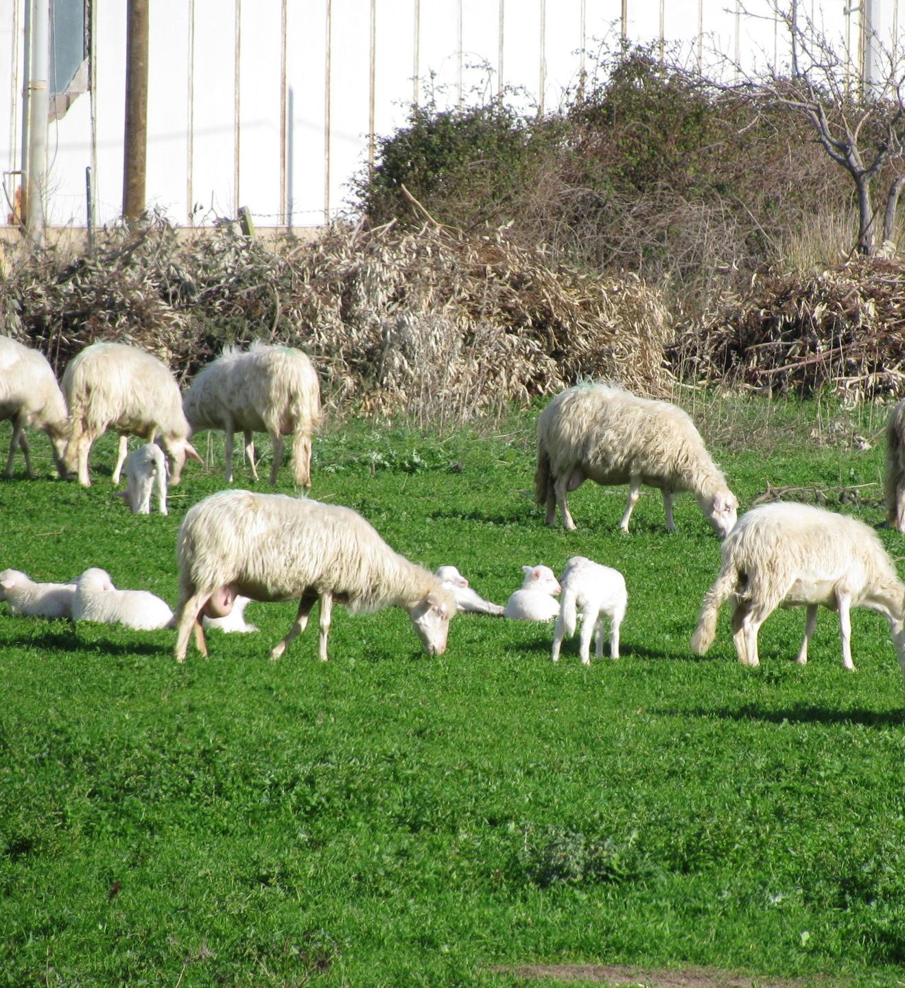 Raid in una azienda agricola agnelli rubati e sgozzati