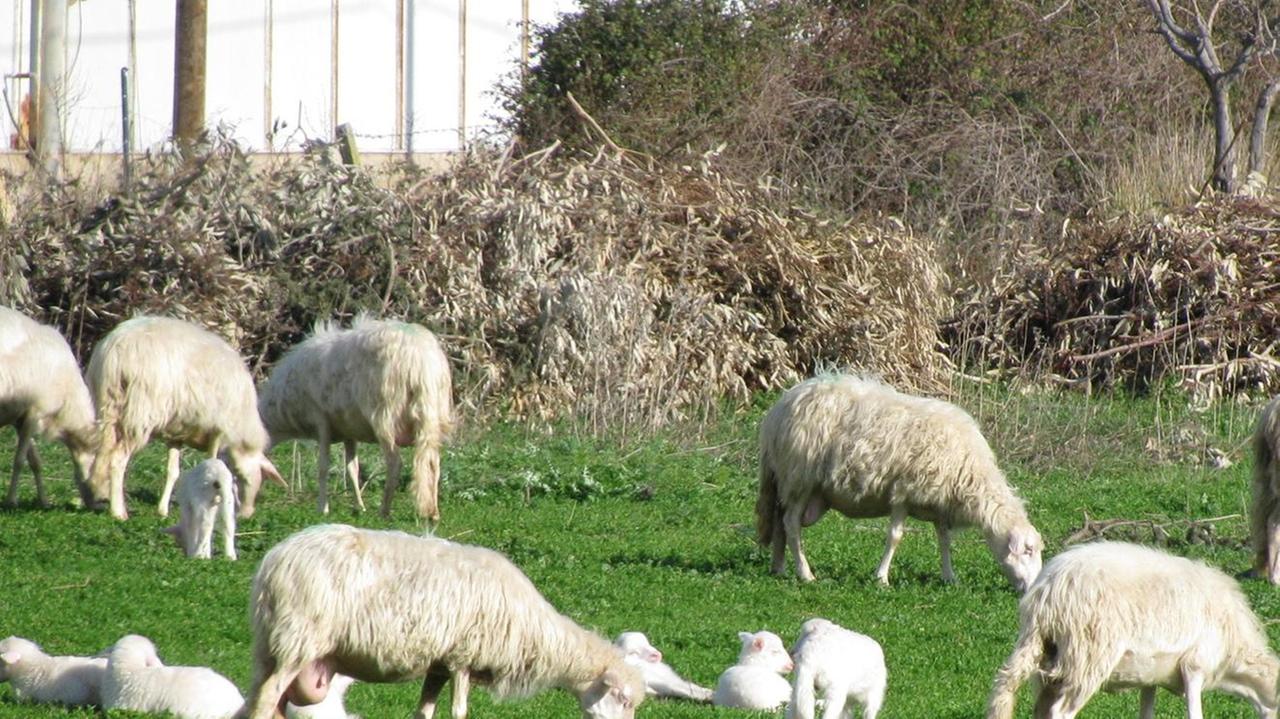 Raid in una azienda agricola agnelli rubati e sgozzati