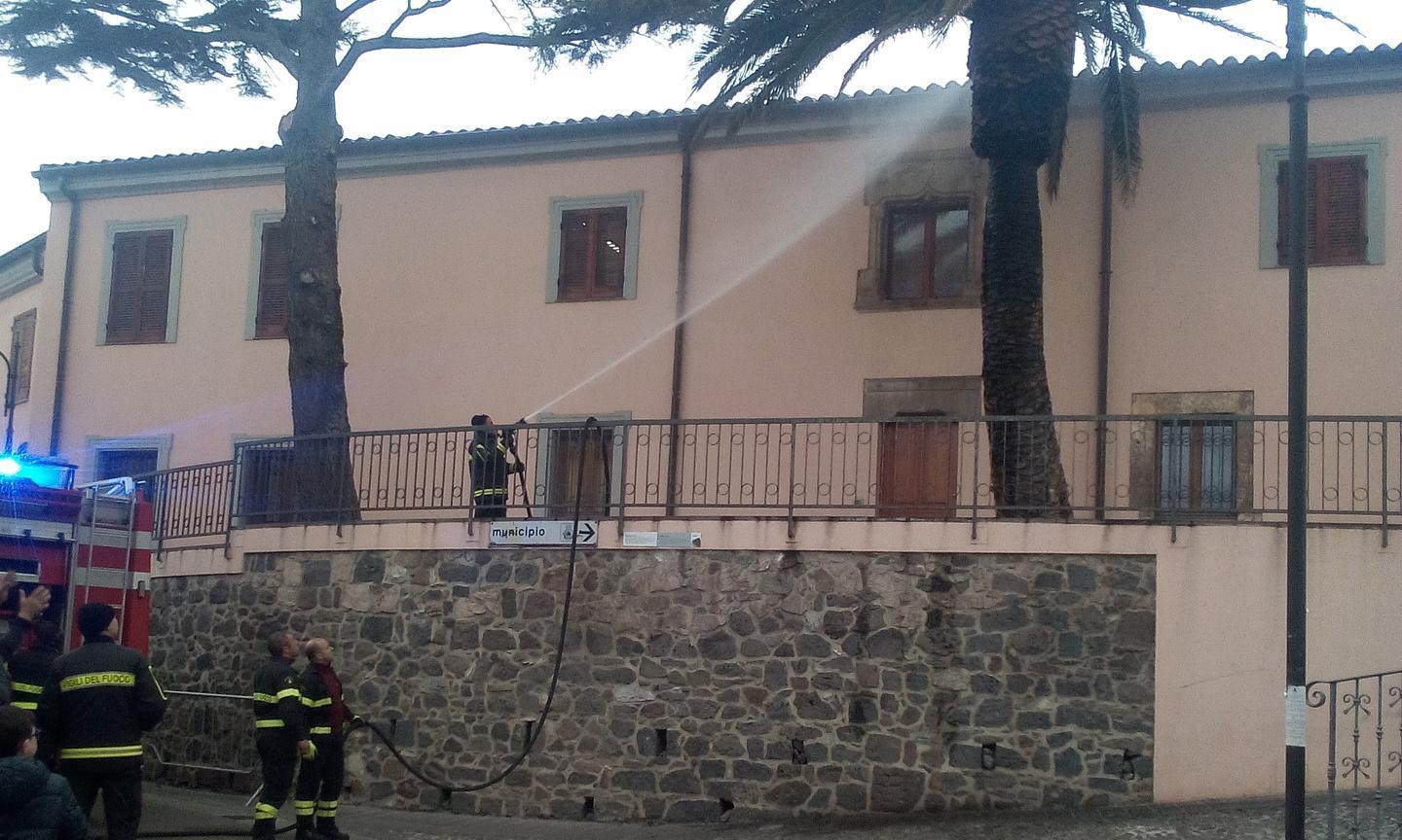 Su fogulone danneggia una palma