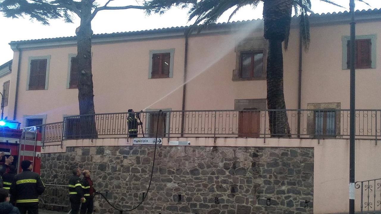 Su fogulone danneggia una palma