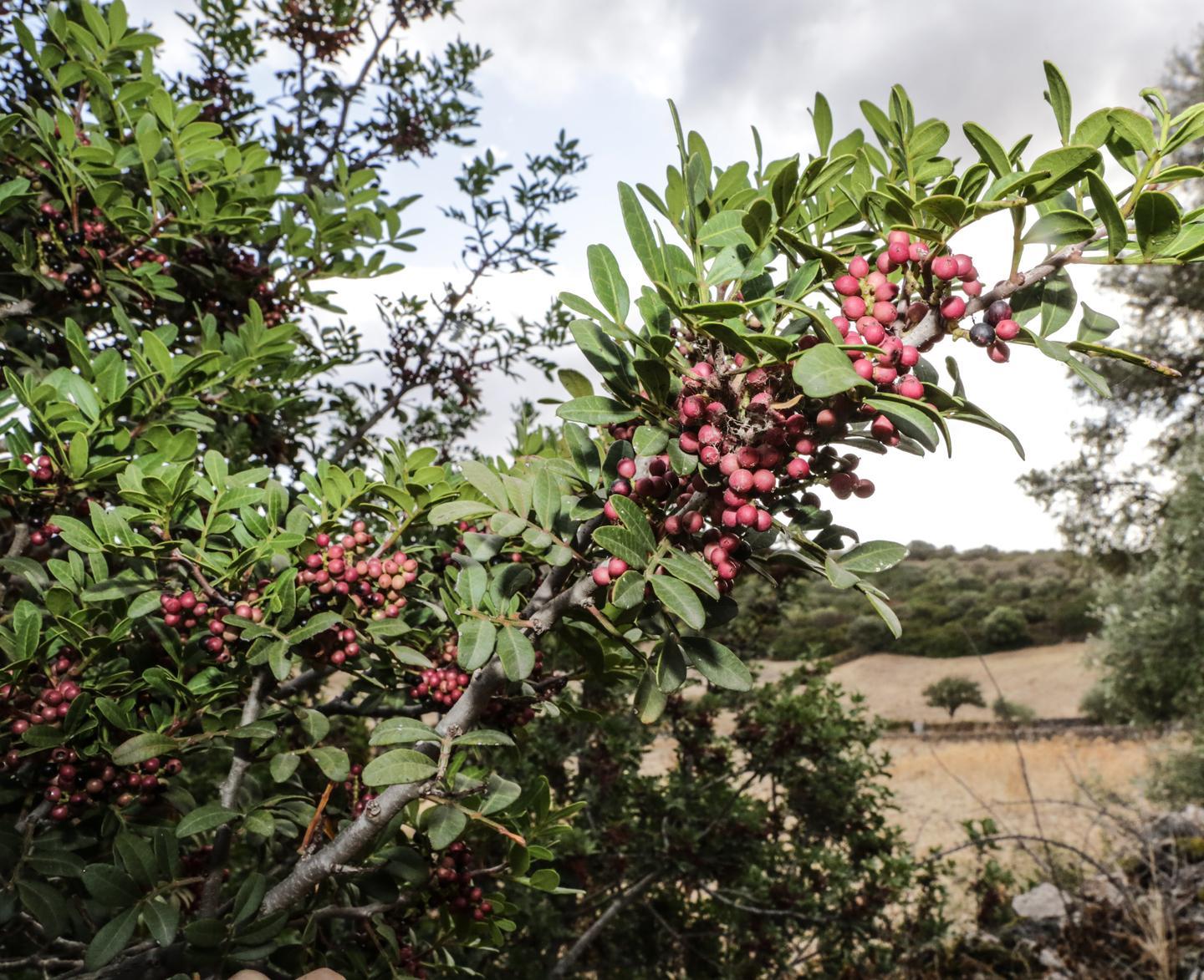 Un sardo nella finale per l’Oscar green 