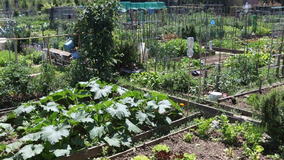 Nell’orto urbano di via Beretti dieci nuovi lotti