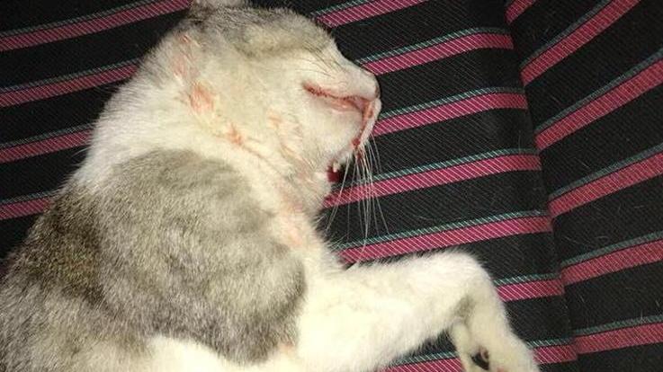 Ridusse in coma una gatta a suon di pugni: denunciato