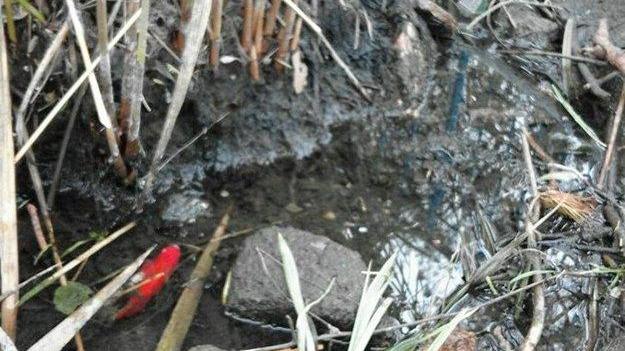 Dalla pineta di ponente, sos per i pesci rossi I nonni: «Mettete l’acqua in quella vasca»