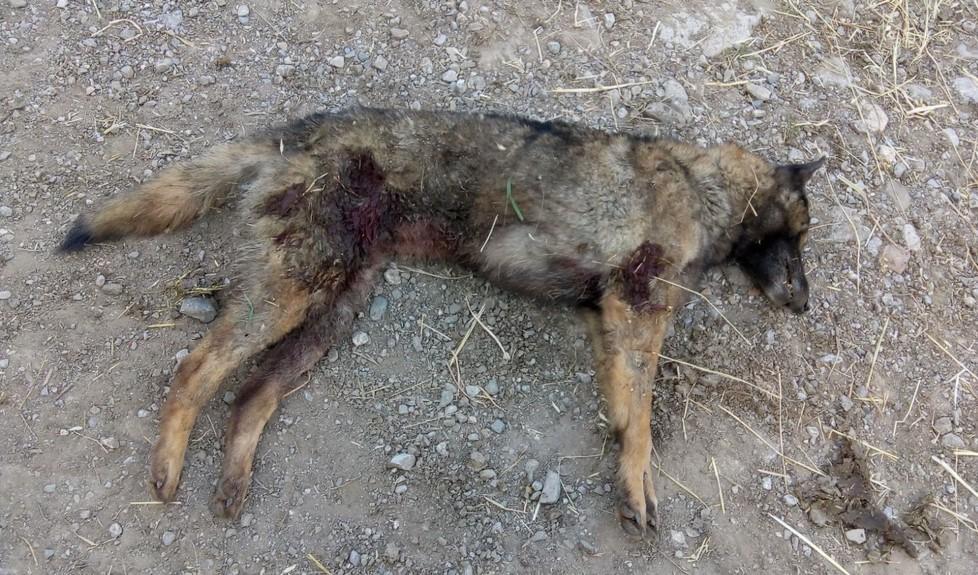 «Cagnetta sbranata da predatore» 