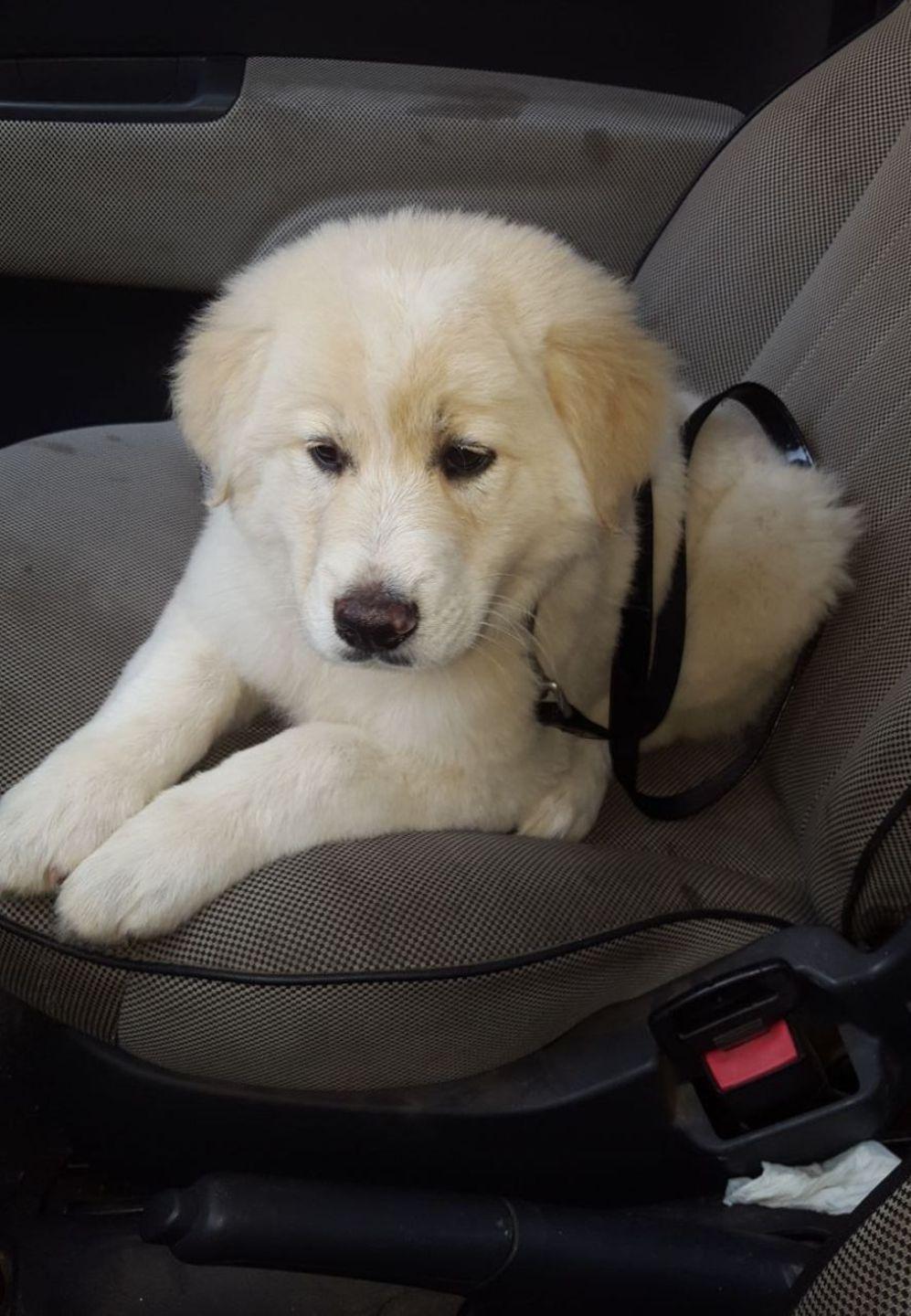 Bosa, cagnetto rinchiuso in un sacco: salvato dai carabinieri 