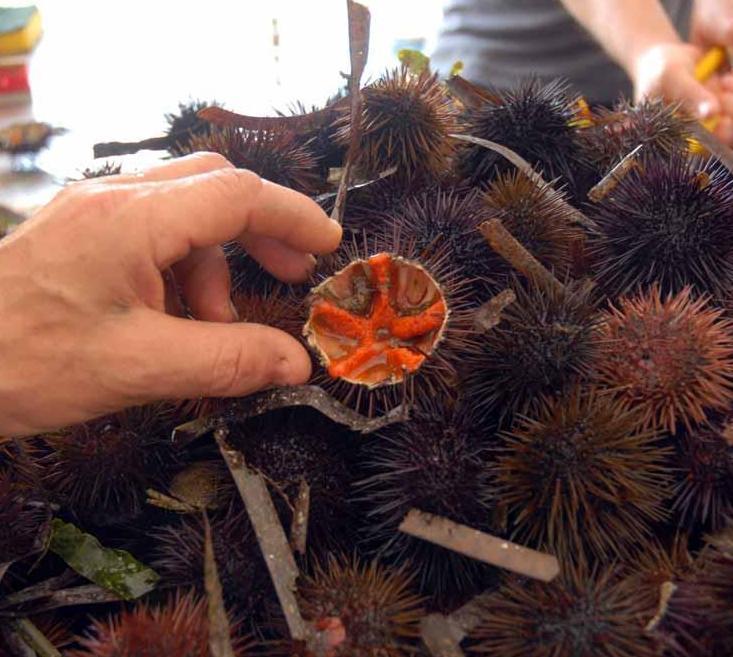 Parte la pesca al riccio: da Cabras nuove proteste 