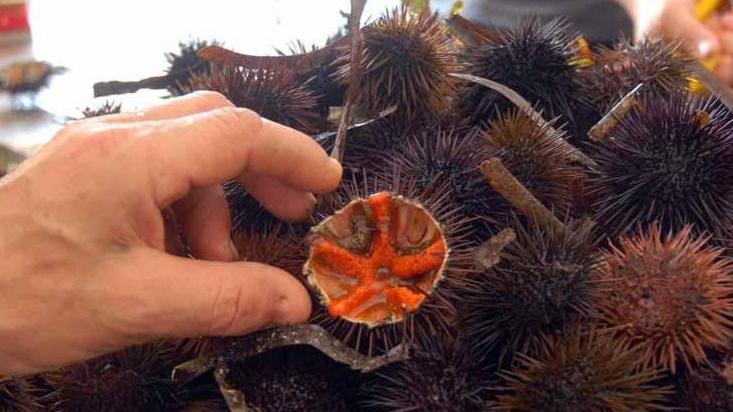 Parte la pesca al riccio: da Cabras nuove proteste