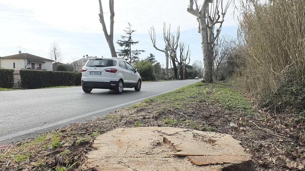 Raccolta firme per gli alberi di D’Annunzio