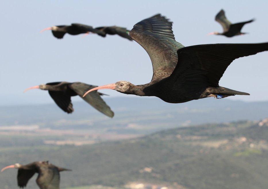 Ibis uccisi a Populonia, il Wwf: «Protezione sulla rotta migratoria» 