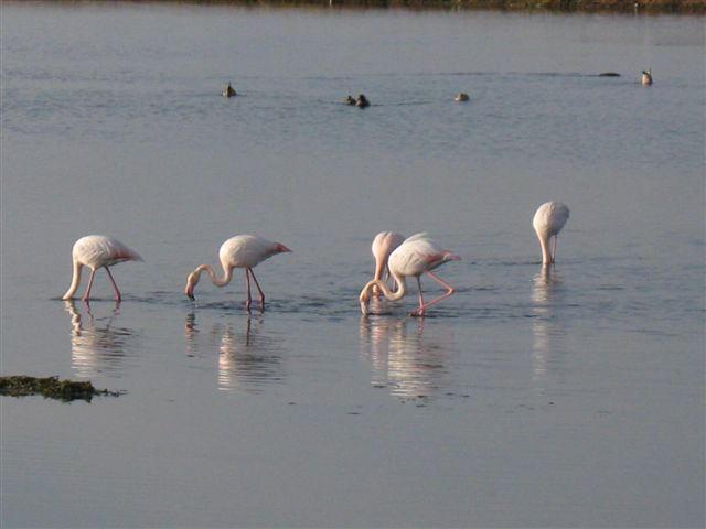 Un'immagine di fenicotteri che spesso si riposano alla riserva natural e provinciale oasi Wwf di Orti Bottagone