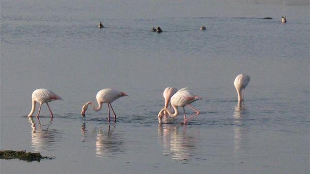 Un'immagine di fenicotteri che spesso si riposano alla riserva natural e provinciale oasi Wwf di Orti Bottagone