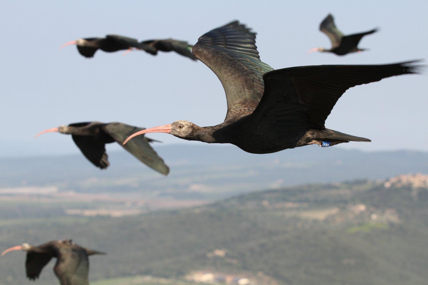 Ibis in volo durante la migrazione in una foto d’archivio