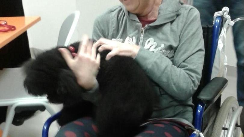 Ulisse il primo cane che ha potuto far visita alla sua padrona ricoverata in ospedale