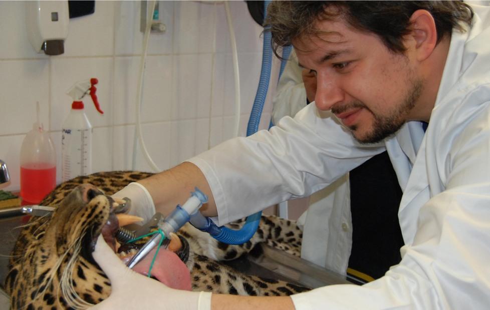 Modena. Asma allergica da paglia: curato Jack il leopardo 