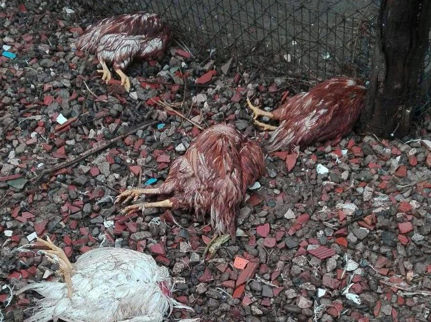Misterioso killer di galline alle Palme 