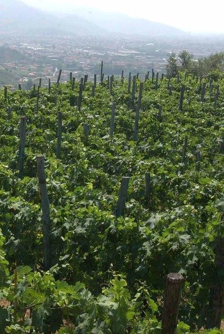 Un bando per promuovere l’agricoltura Dop e Bio 