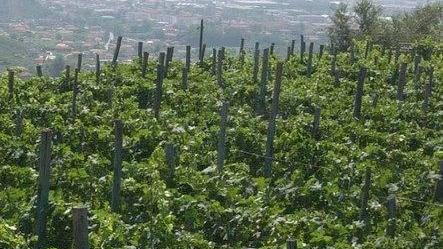 Un bando per promuovere l’agricoltura Dop e Bio