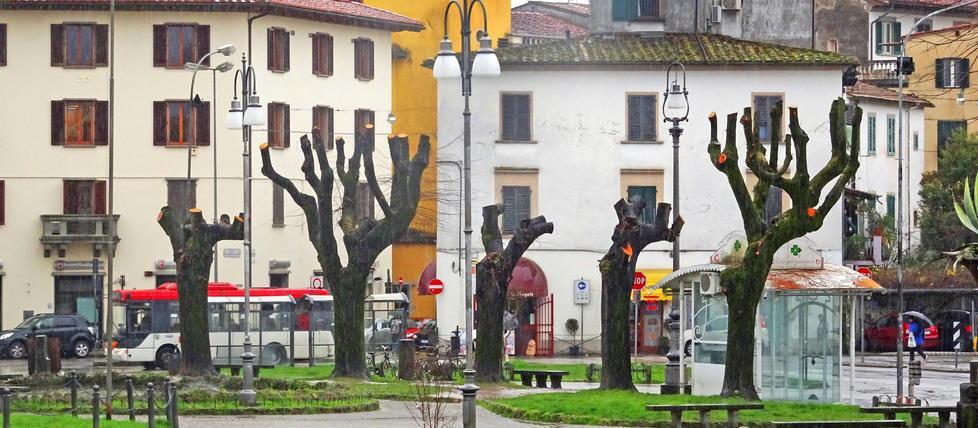 Gli alberi potati in piazza San Francesco (Foto Gori)