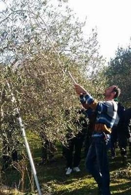 A Ittiri corsi di potatura dell’olivo con la Ugs Cisl 