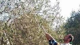 A Ittiri corsi di potatura dell’olivo con la Ugs Cisl 