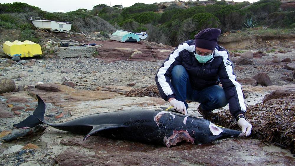 Carloforte, delfino attaccato dagli squali trovato sugli scogli